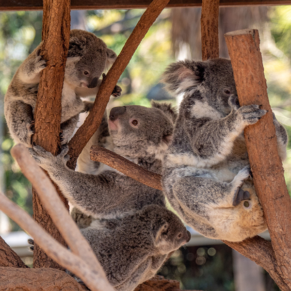 koala