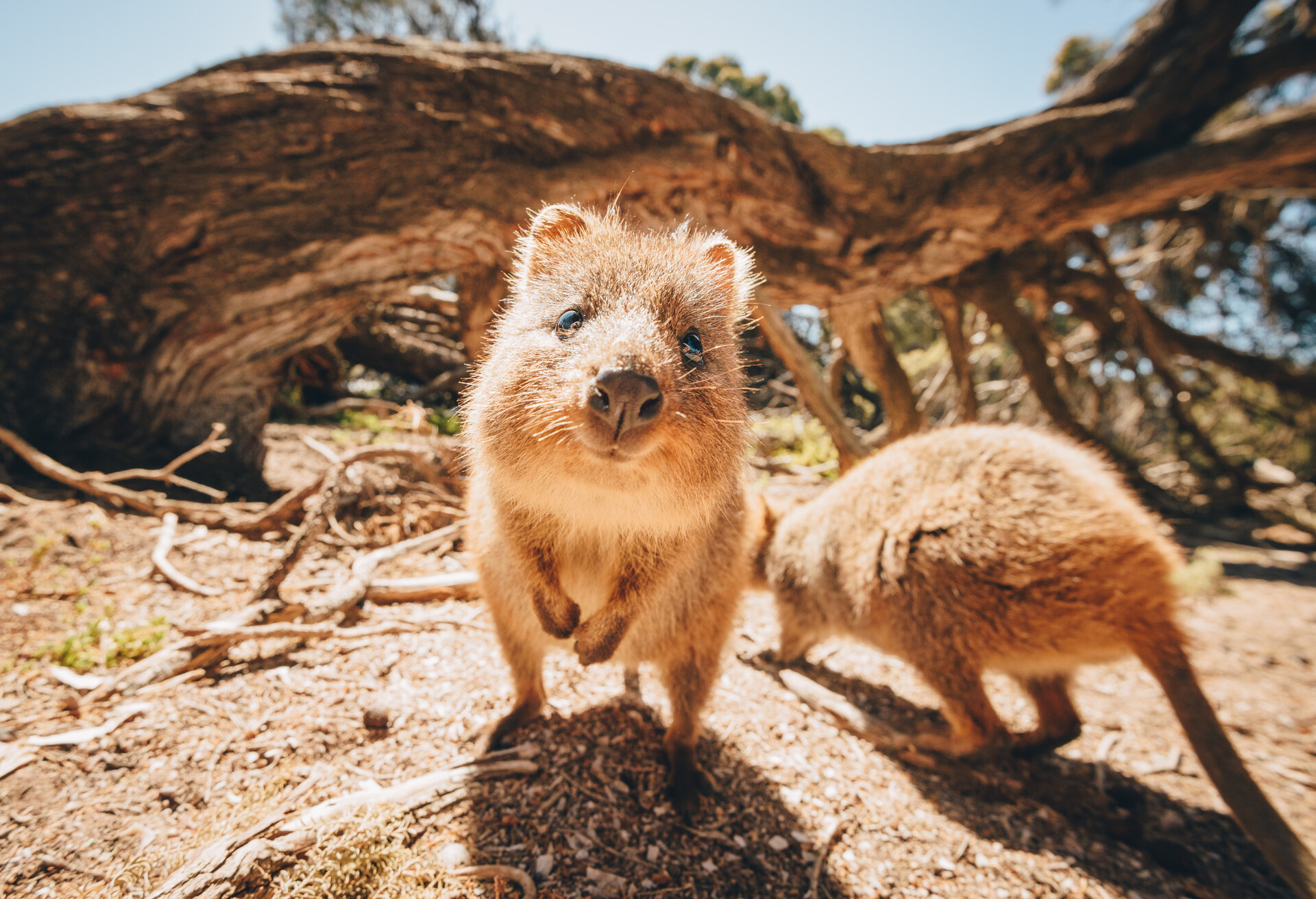 Quokkas on Rottnest Island near Perth, Australia