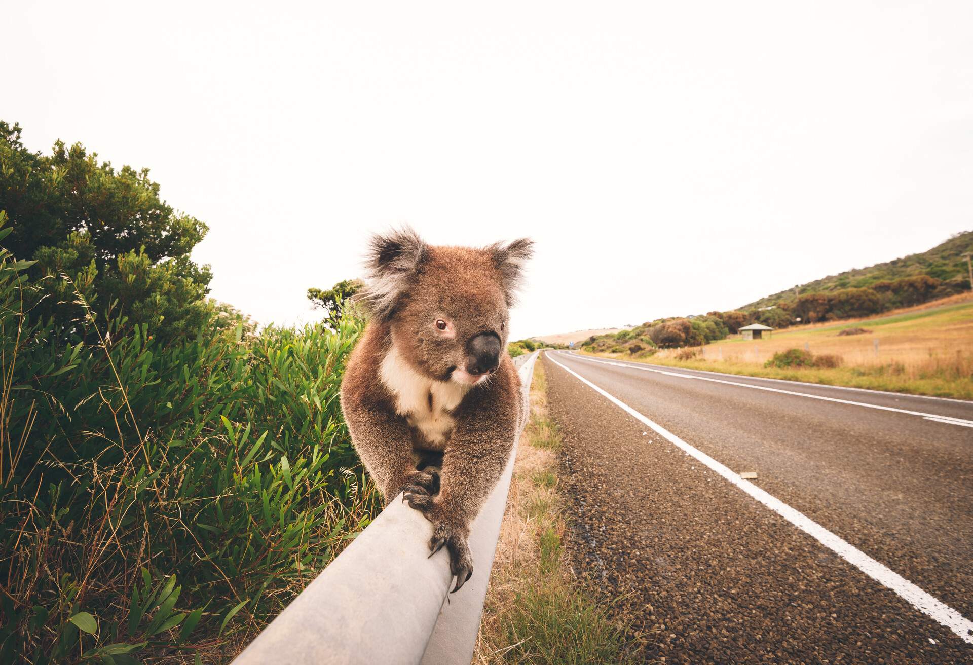 Koala on the road in Victoria, Australia.