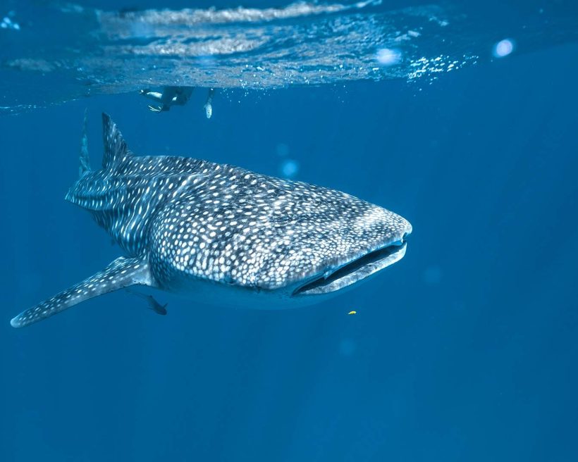 Dive into a world of colour and coral along Ningaloo Reef KAYAK