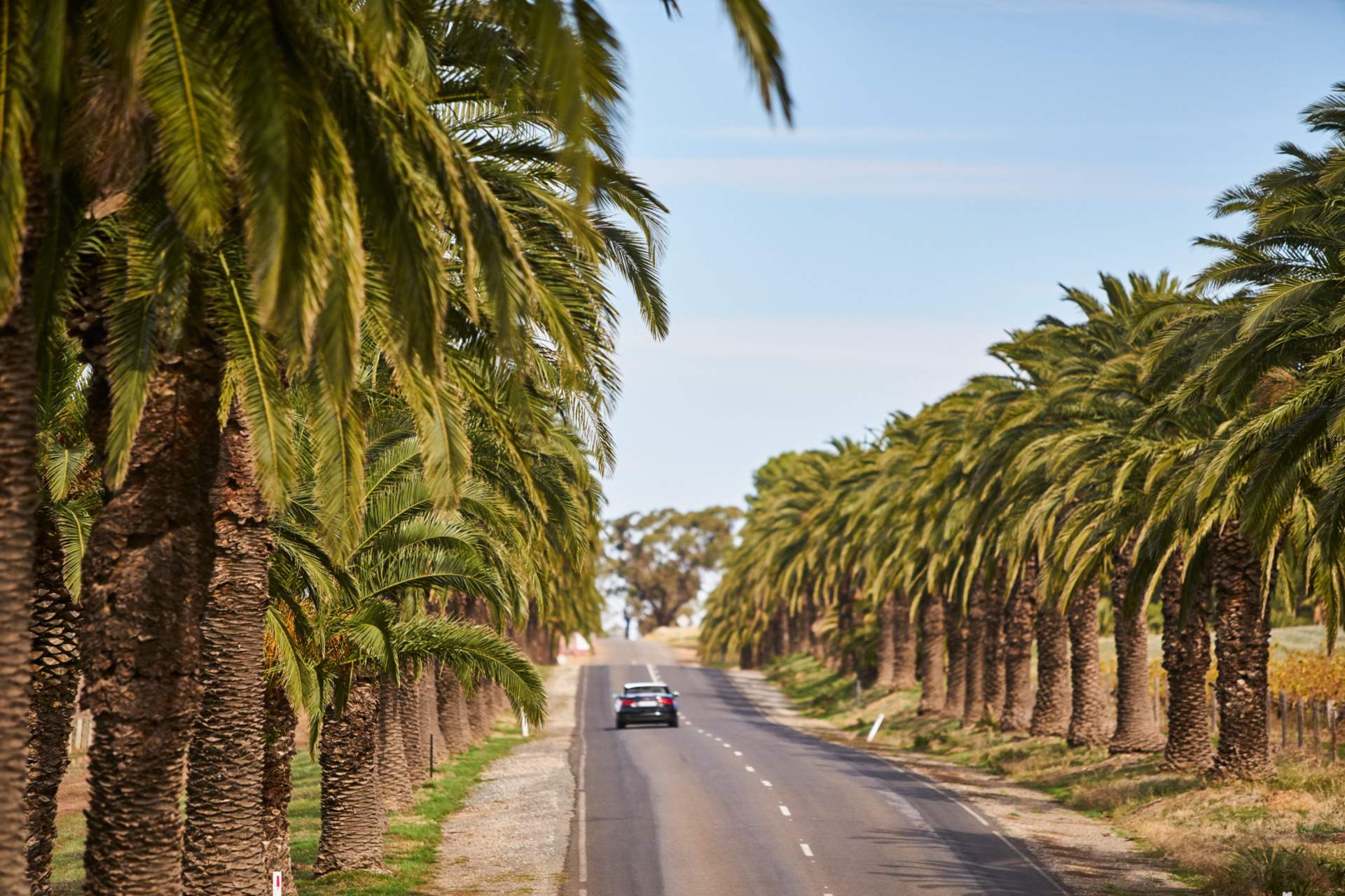 seppeltsfield-road-barossa-13