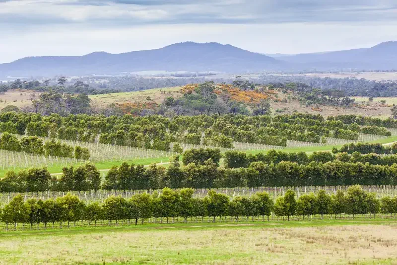 Australia's Best Wineries: Devil's Corner, Tasmania