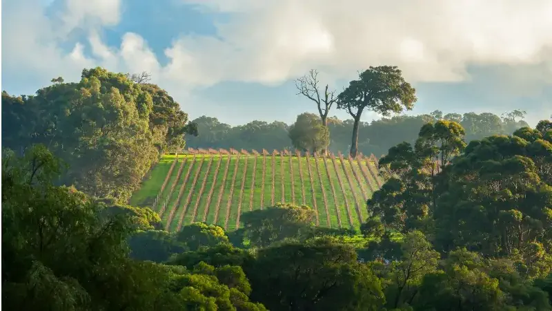 Australia's Best Winery Experiences: Leeuwin Estate, Margaret River