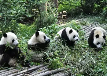 Cheap International Flights From Sydney to Chengdu, China