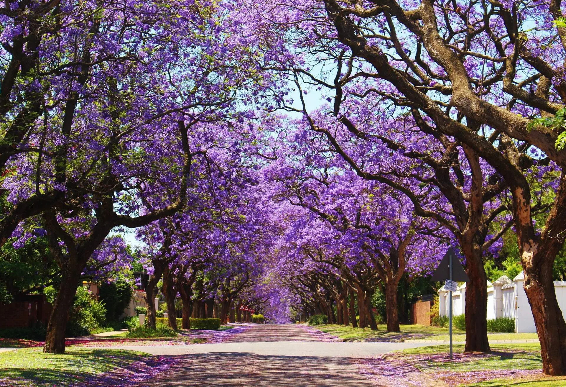 JACARANDA-TREE_SPRING