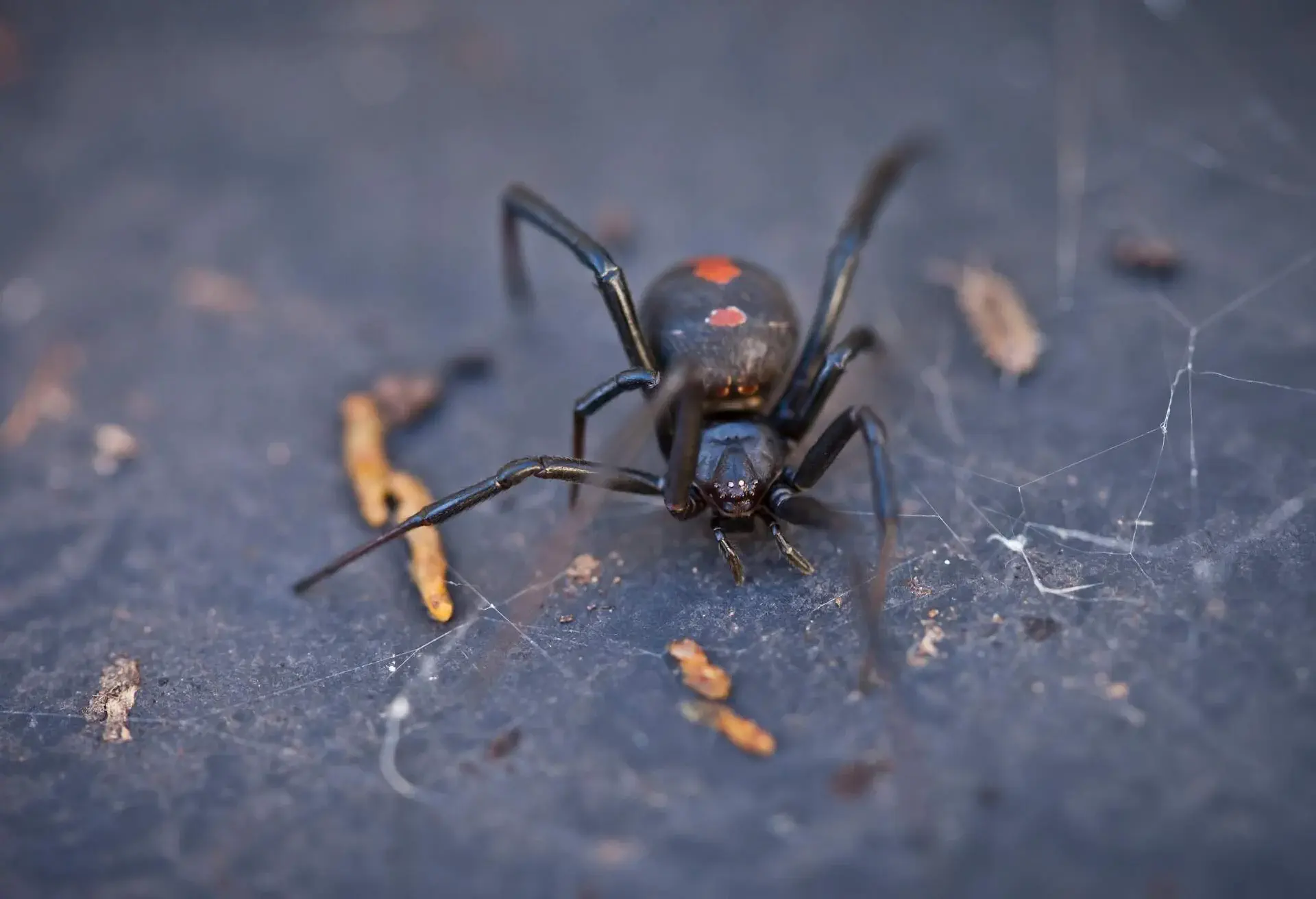 NATURE_AUSTRALIAN_BLACK_WIDOW_REDBACK_SPIDER