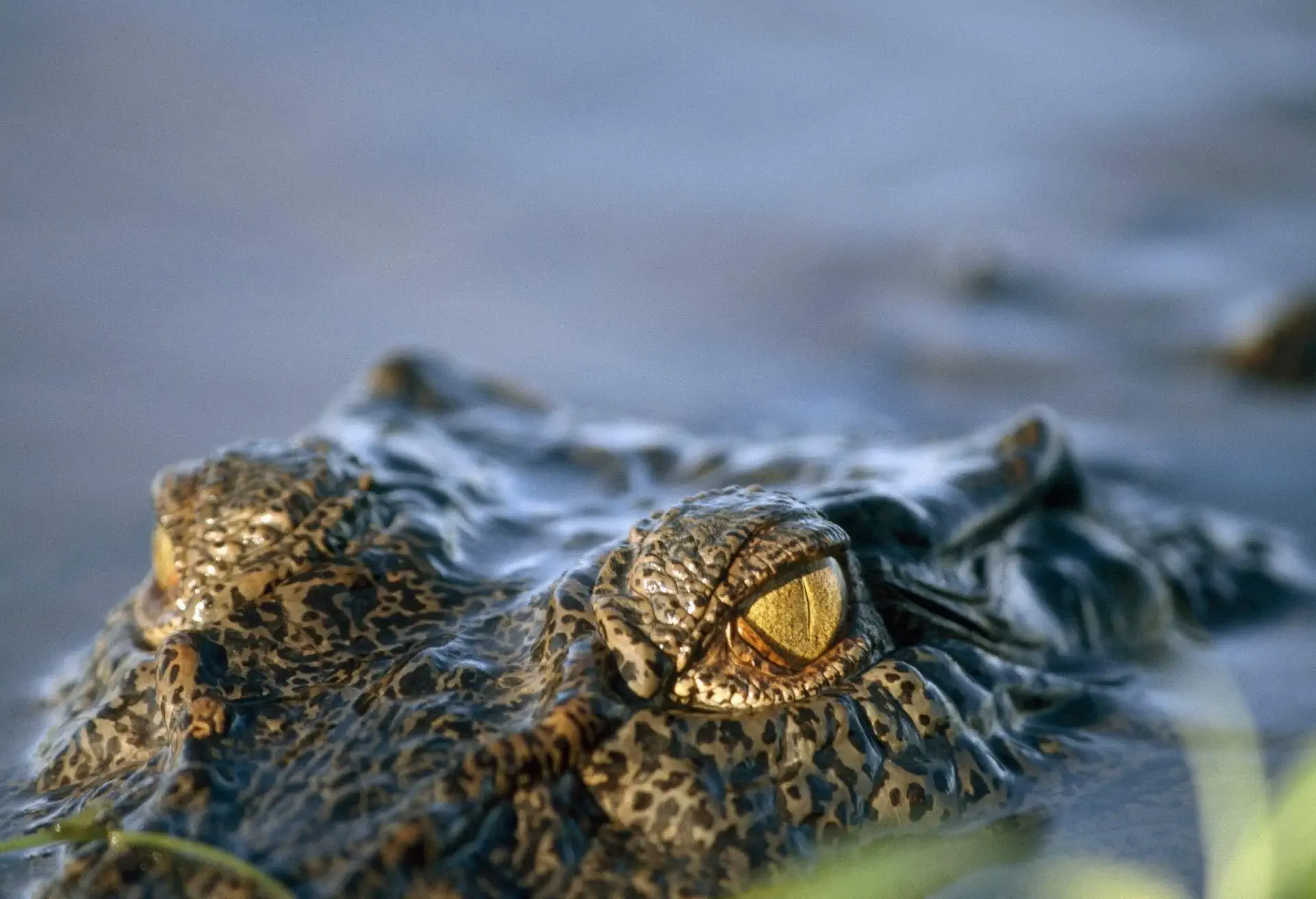 AUSTRALIA_KAKADU_NATIONAL_PARK_THEME_ANIMAL_CROCODILE
