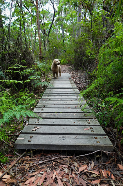 Australia’s Best Pet-Friendly Destinations