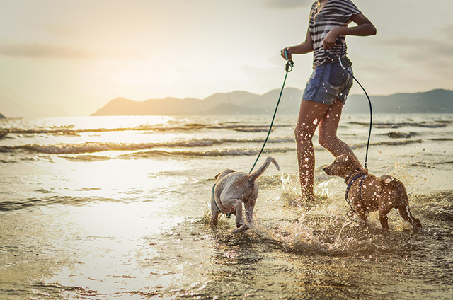 Australia’s Best Pet-Friendly Destinations