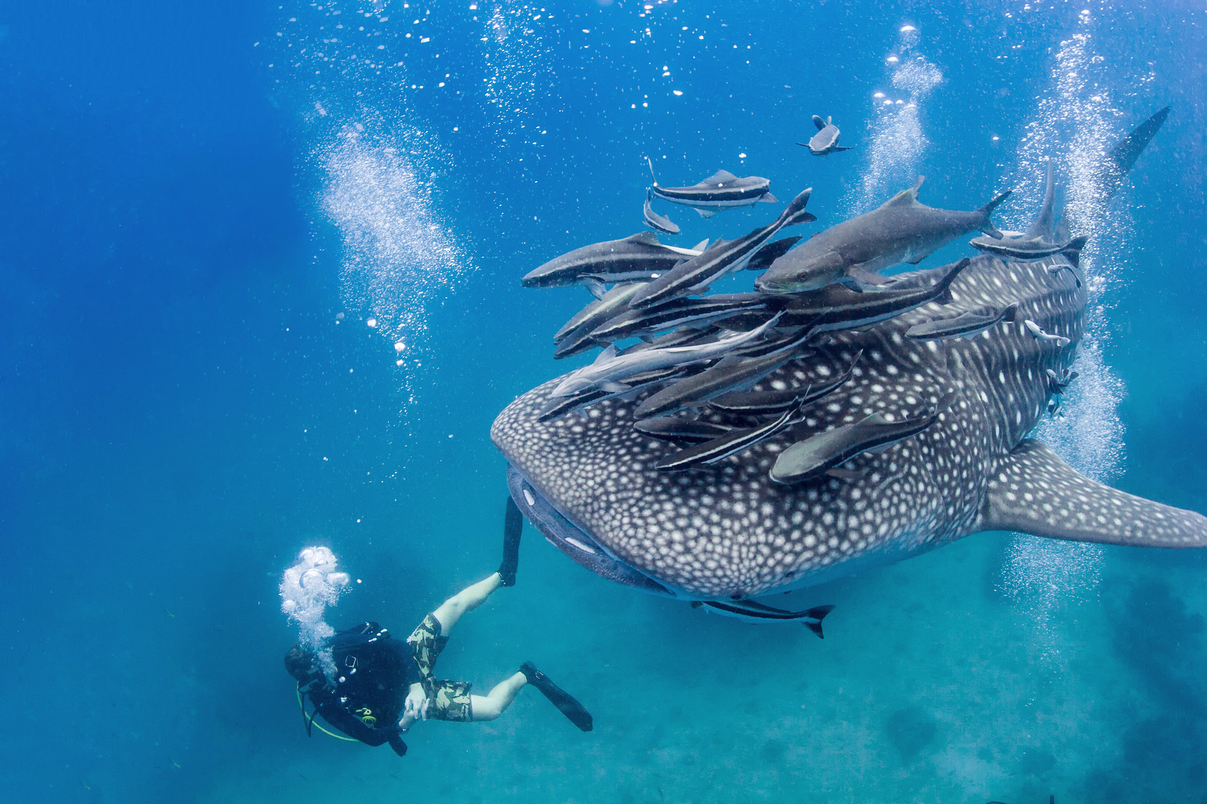 swim with whales at these 4 incredible spots KAYAK Australia