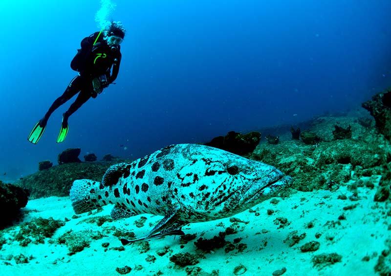 Best Dive Sites - Exotic Scuba Diving in Mozambique