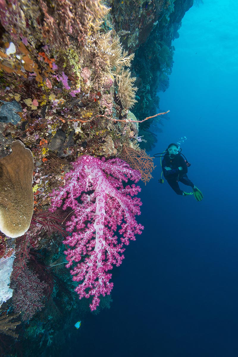 Best Dive Sites - Exotic Scuba Diving in Malaysia