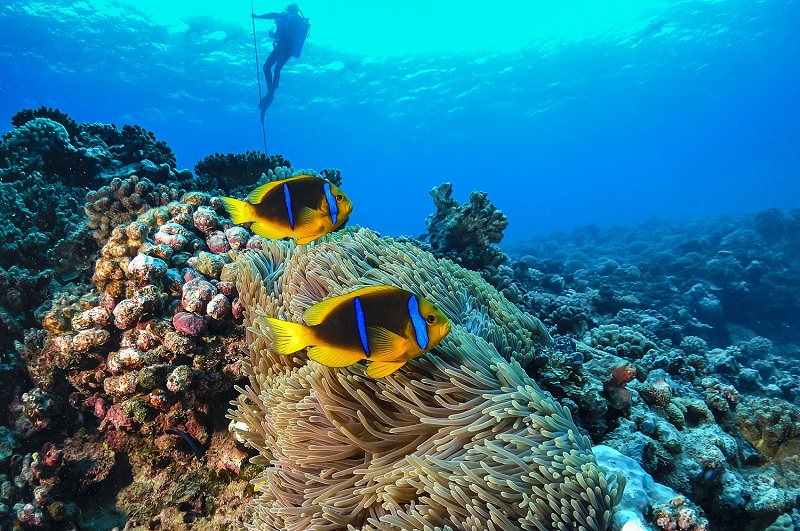 Visit Tahiti - The Best Things To Do In Bora Bora & French Polynesia - Snorkelling and Diving