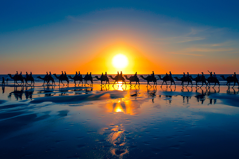 Broome camel train