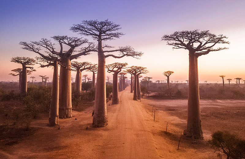 Baobab trees at sunset at the avenue of the baobabs in Madagascar