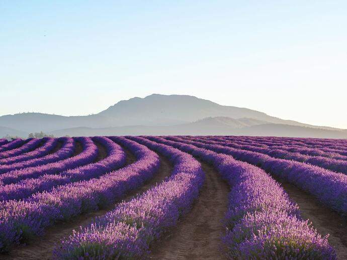 Dest Australia Tasmania Launceston Lavender Field