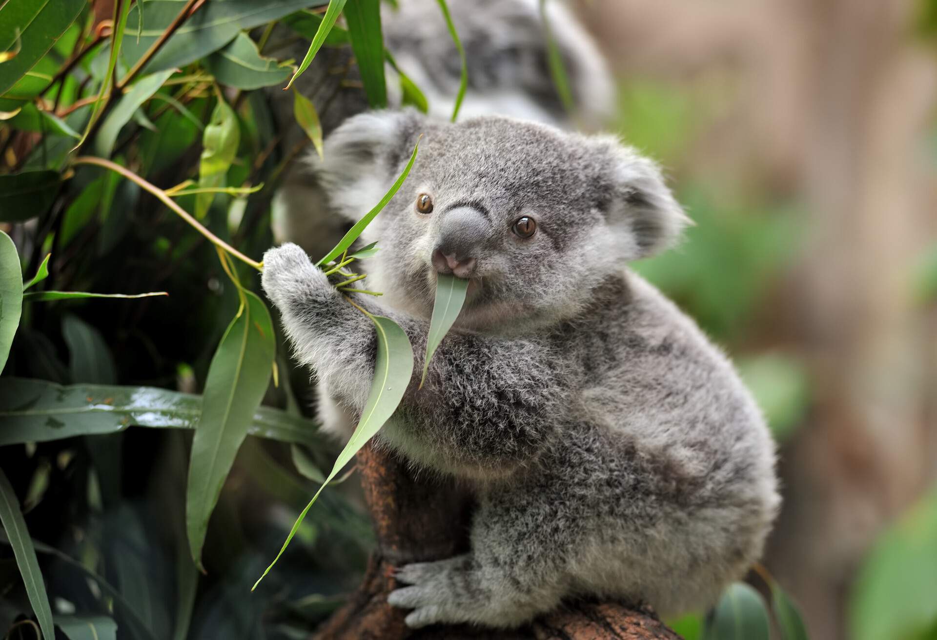 AUSTRALIA_KOALA