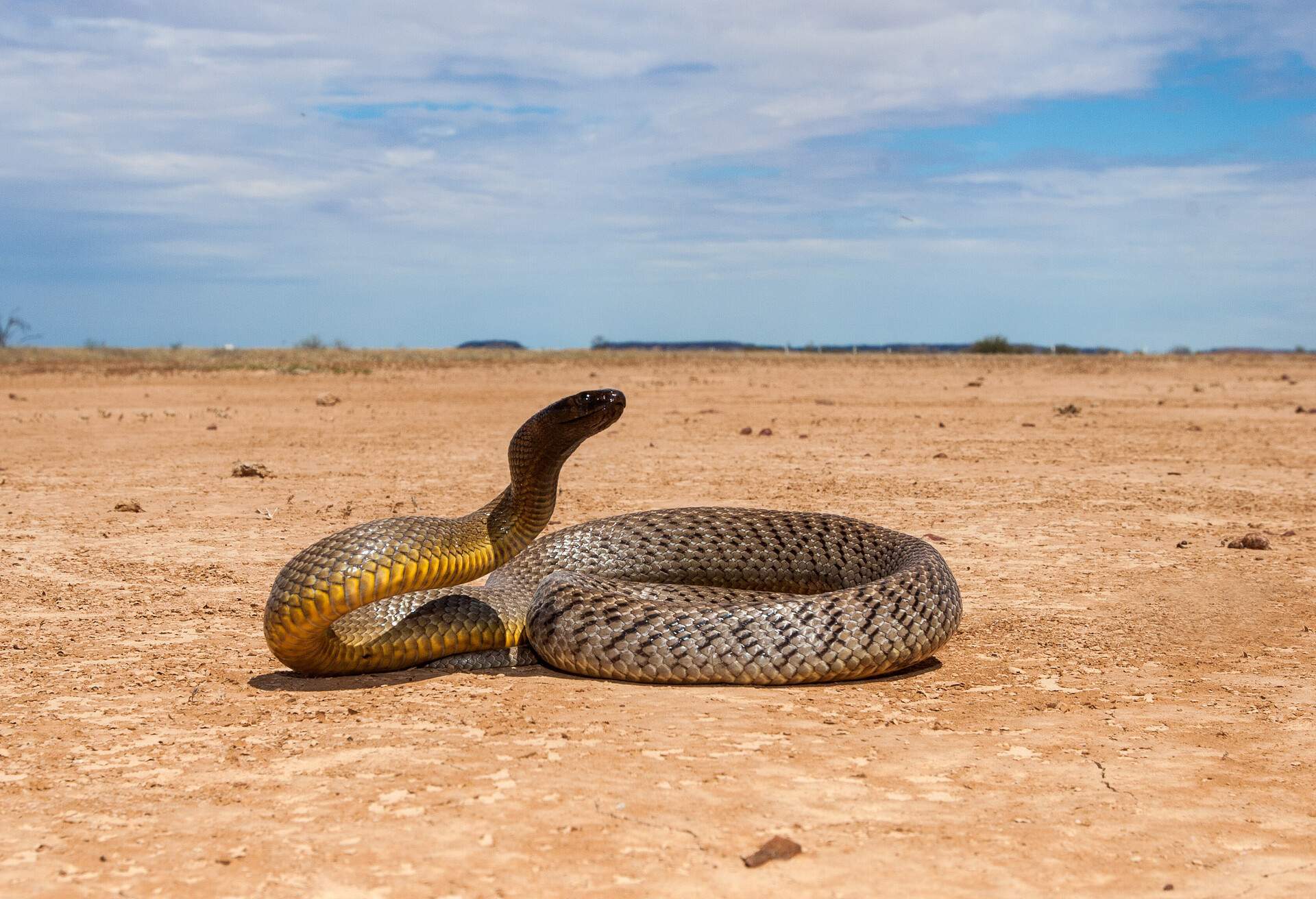 AUSTRALIA_THEME_NATURE_TAIPAN_SNAKE