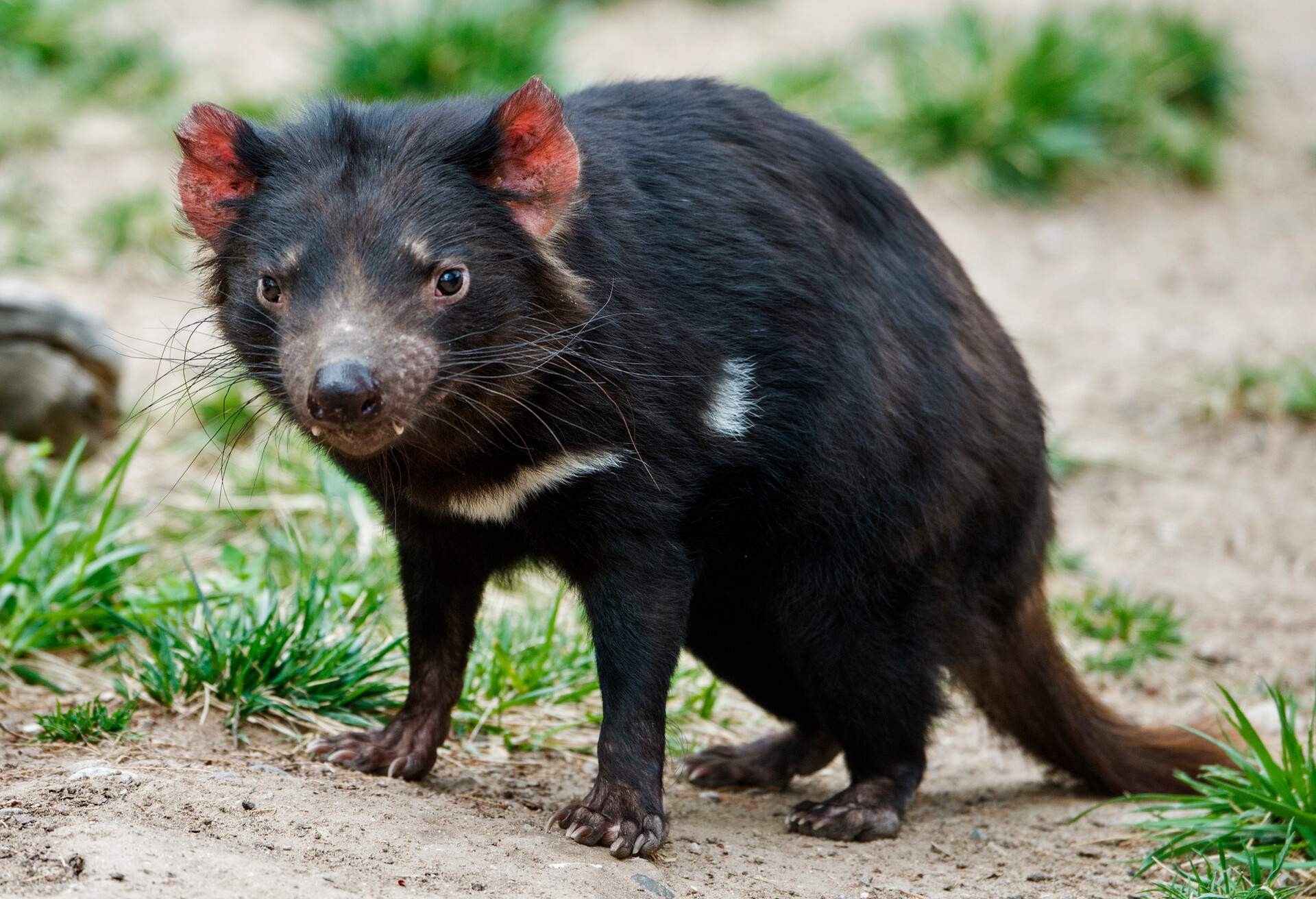 ANIMALS_TASMANIAN-DEVIL_Sarcophilus harrisii