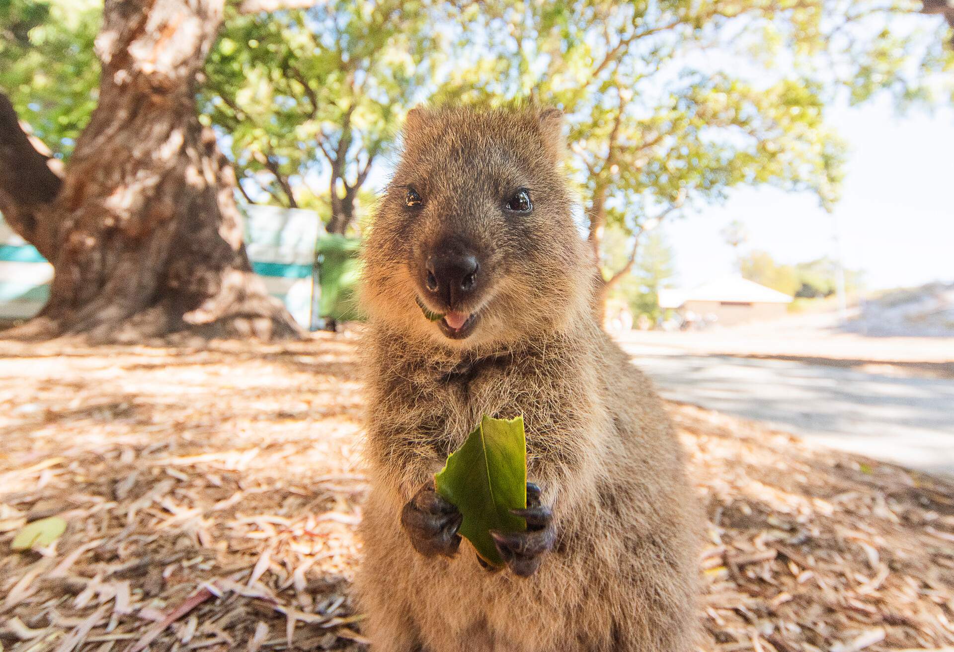 ANIMAL_QUOKKA