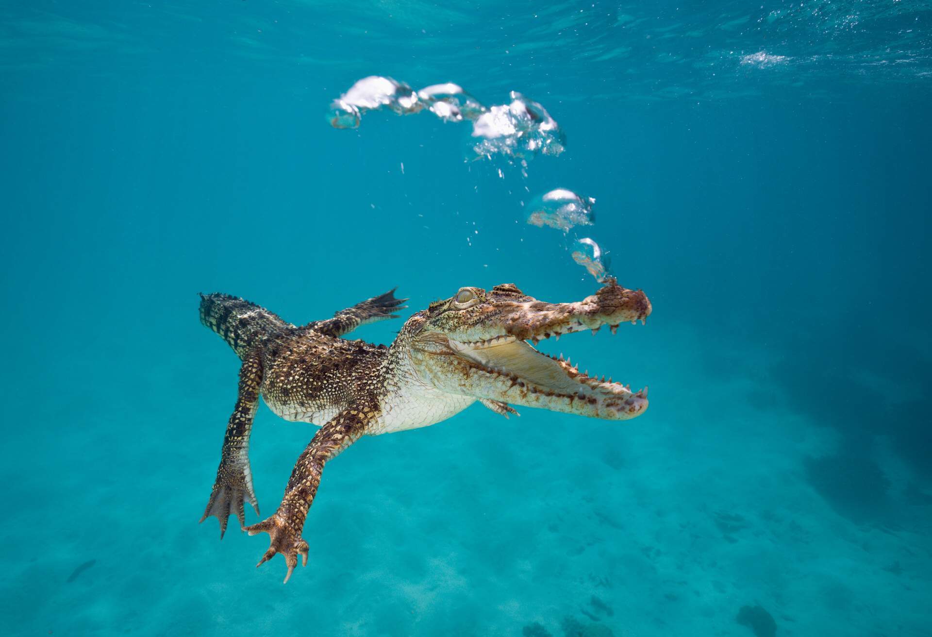 NATURE_AUSTRALIAN_SALTWATER_CROCODILE