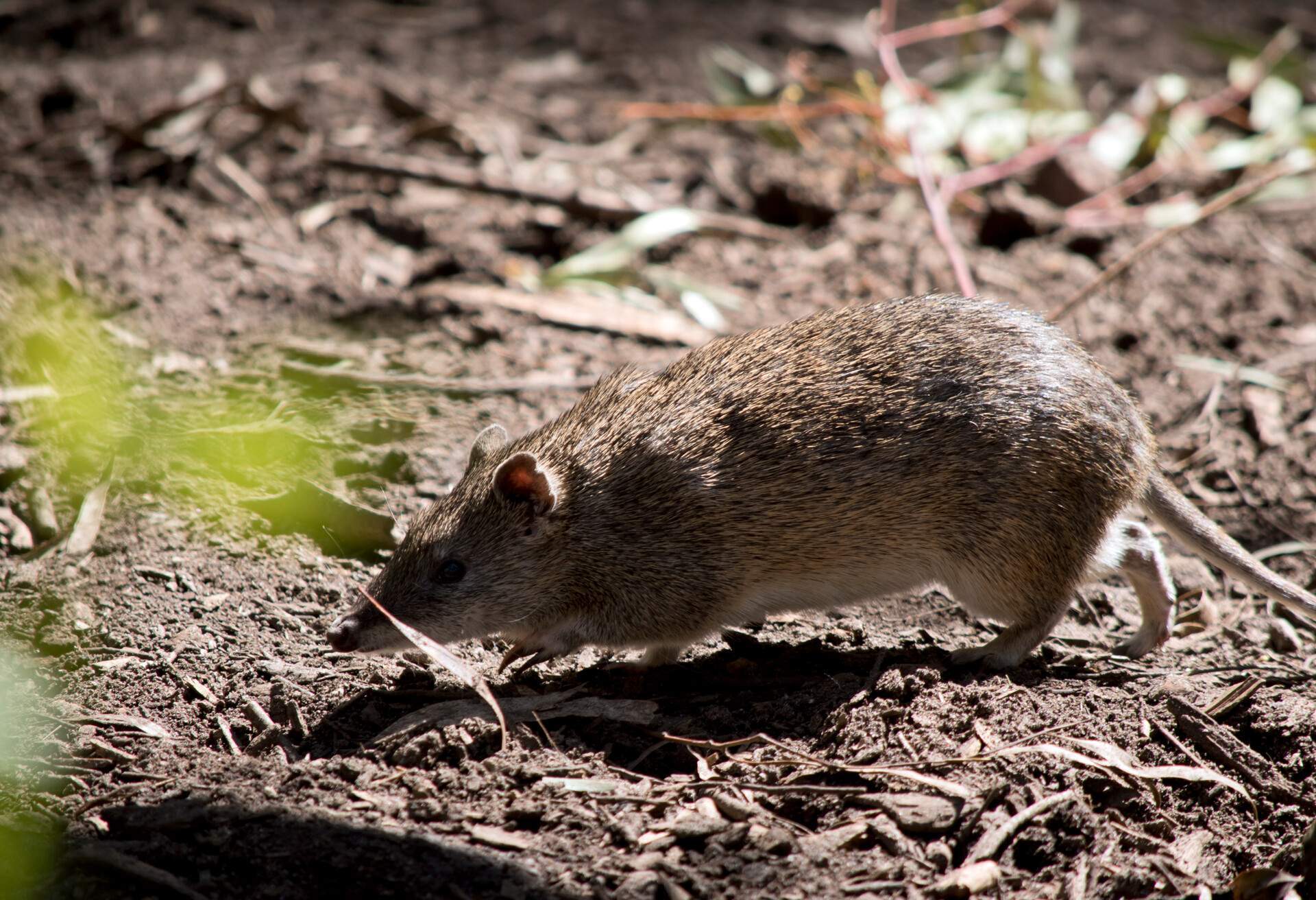 NATURE_POTOROO