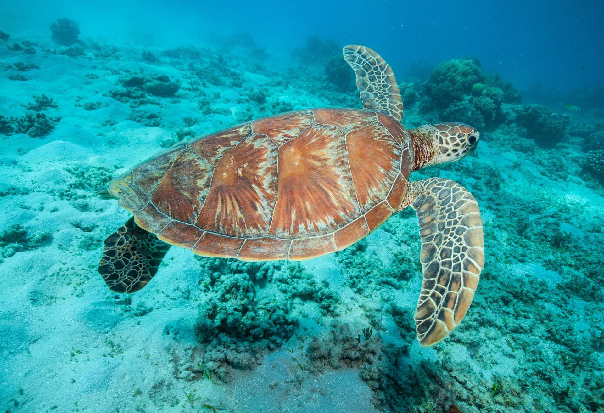 ANIMALS_GREEN-TURTLE