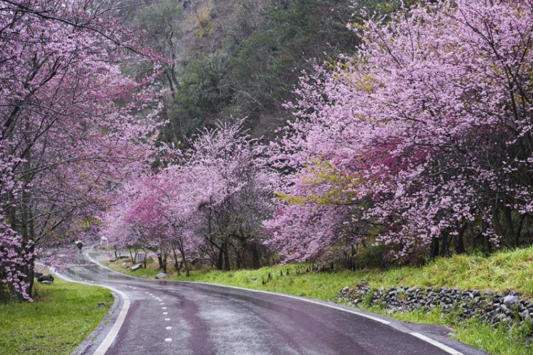 Wuling Road in Taichung surrounded by cherry trees