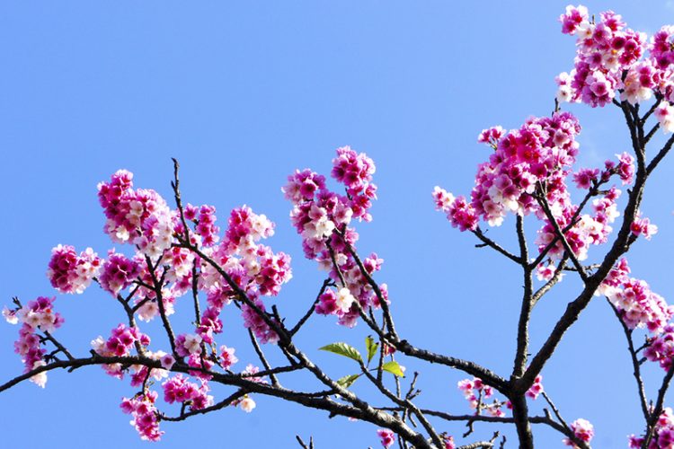 Cherry Blossoms in Taiwan - Taipei Yangminshan National Park