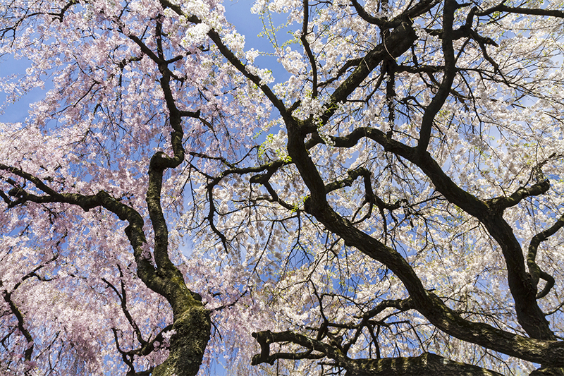 Cherry Blossoms and Branches at Brooklyn Botanical Garden
