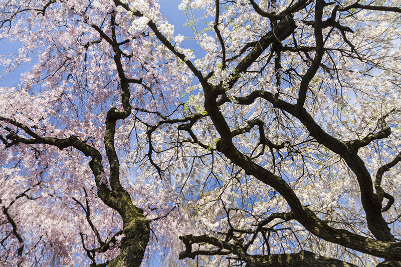 Brooklyn, New York - Unconventional Cherry Blossom Spots Cherry Blossoms and Branches at Brooklyn Botanical Garden