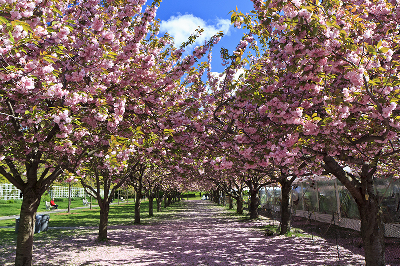 Cherry blossom esplanade at Brooklyn Botanical Garden