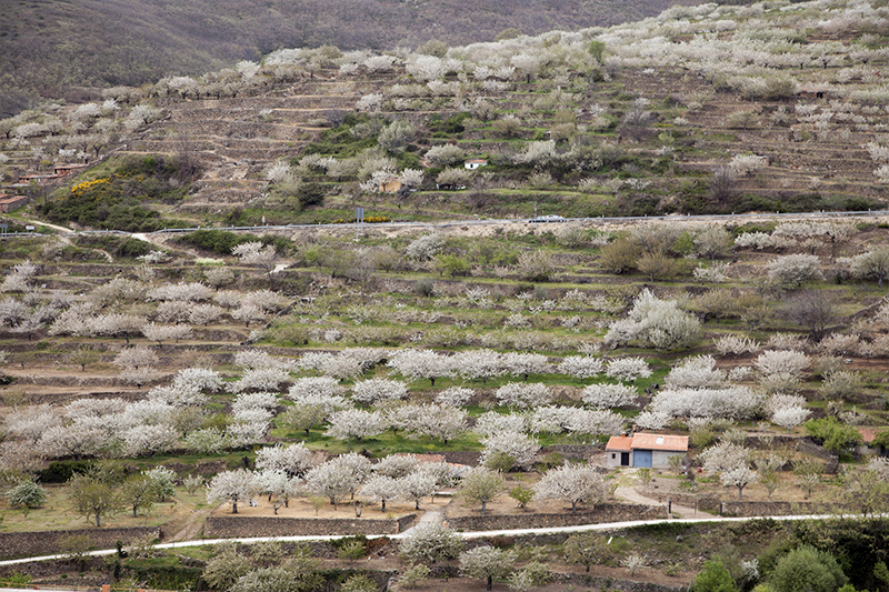 Aerial view of cherry blossoms in Jerte Valley, Spain 