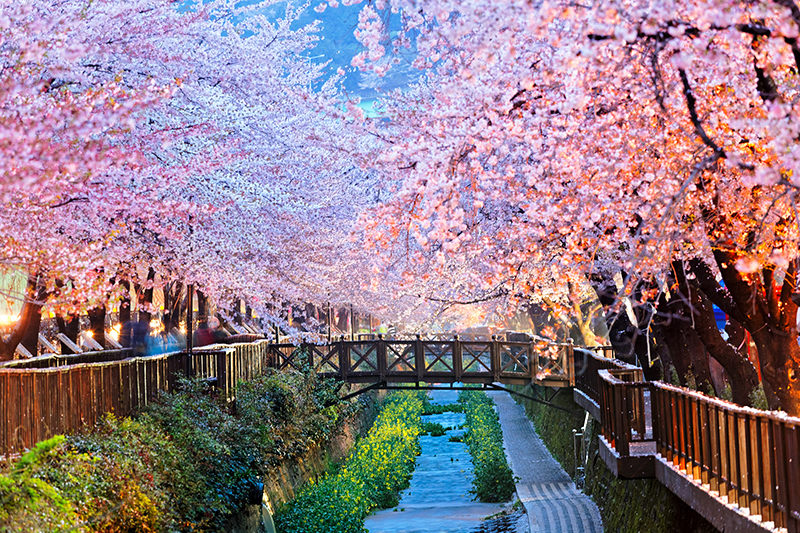 Jinhae, Korea - Unconventional Cherry Blossom Spots Cherry blossoms at Yeojwacheon Stream, Jinhae