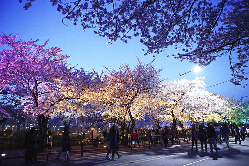 Cherry blossoms illuminated at night in Yeouido Park, Seoul