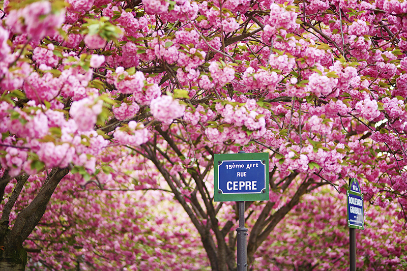 Cherry blossoms in Paris's fifteenth arrondissement, near the Eiffel Tower 