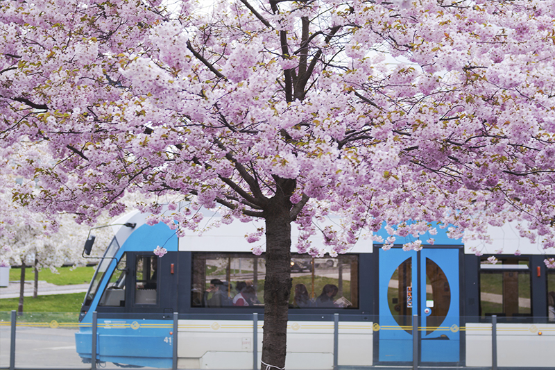 Cherry Blossoms at Hammarby Sjostad, Stockholm
