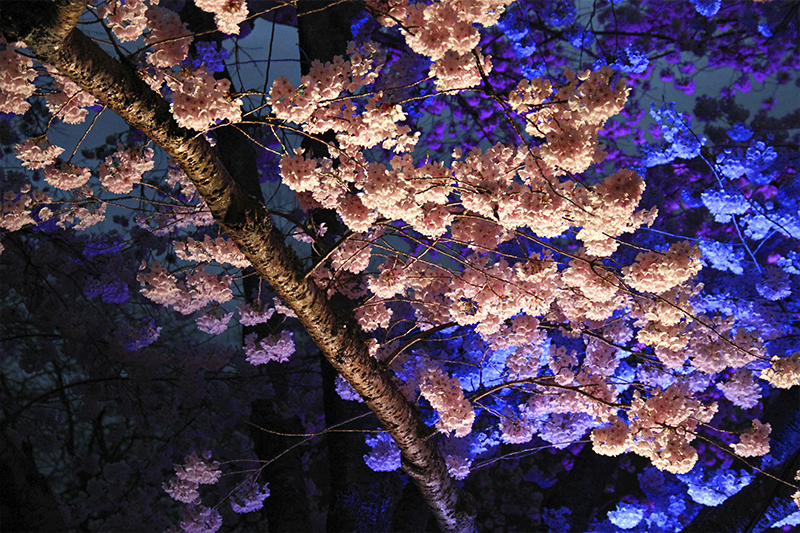 Cherry Blossoms in Queen Elizabeth Park, Vancouver