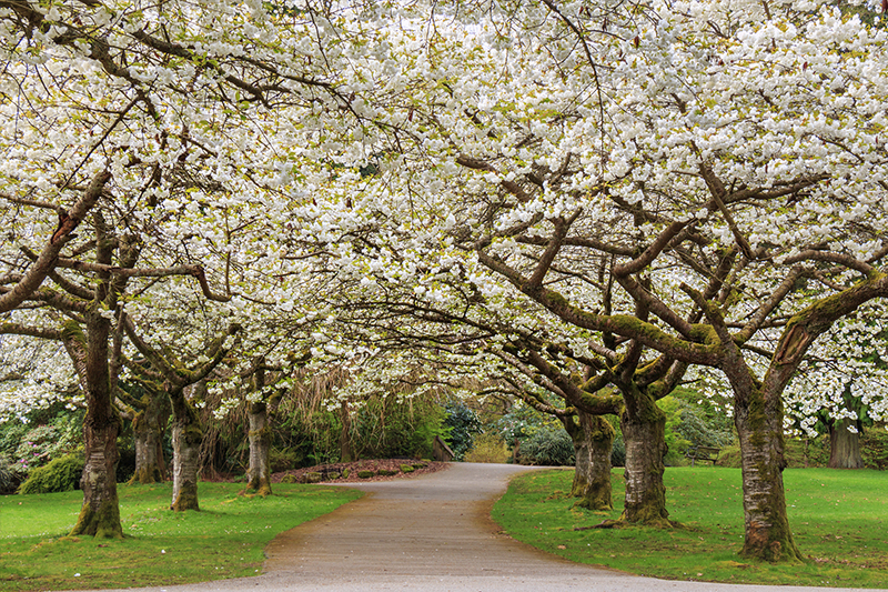 Cherry blossoms in Stanley Park