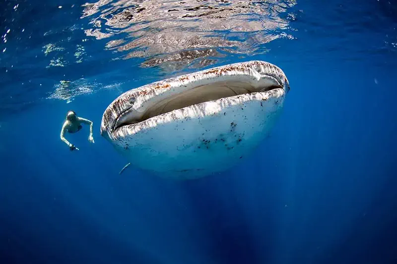 Best Dive Sites - Exotic Scuba Diving in the Maldives
