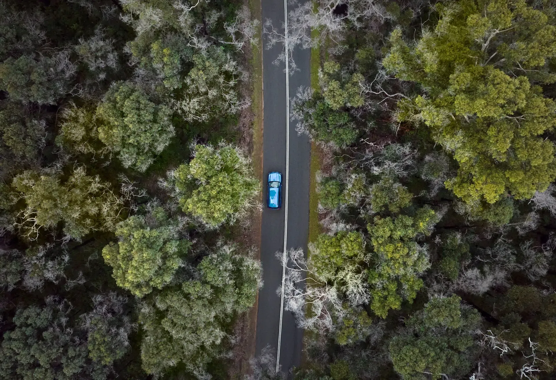 An aerial view of a blue car driving down a road surrounded by a dense green forest.