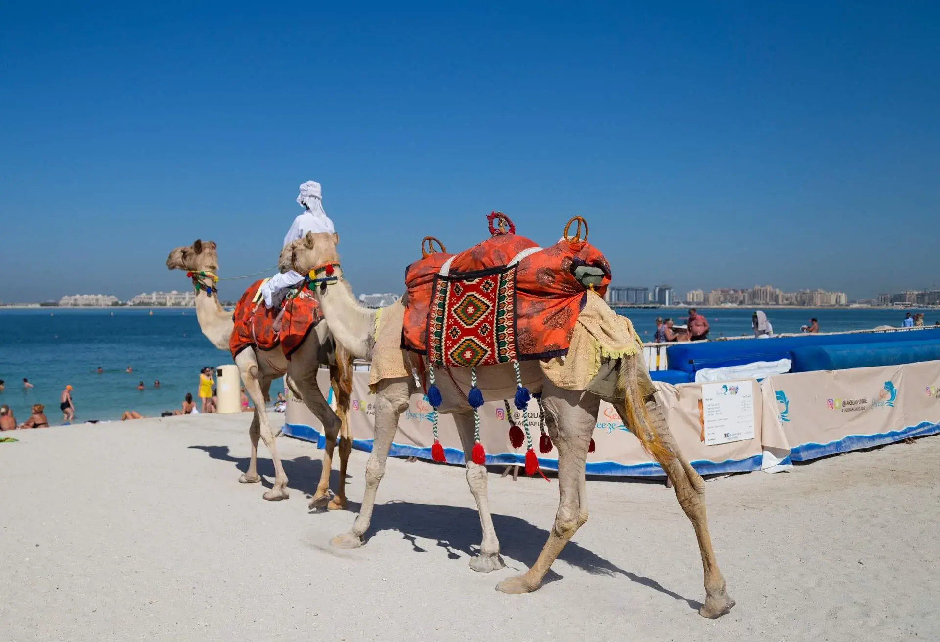 Camels on Jumeirah Beach in Dubai