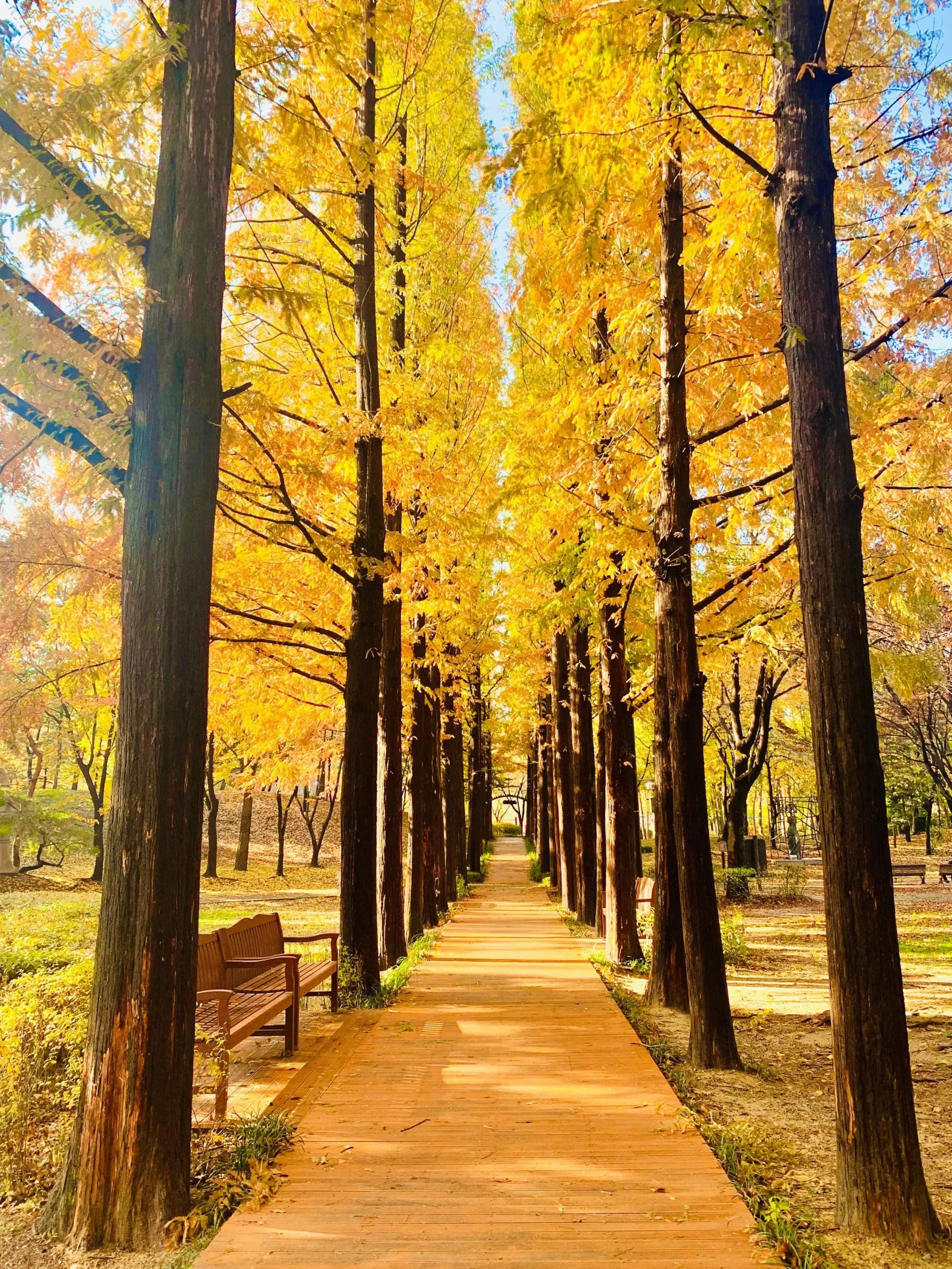 forest