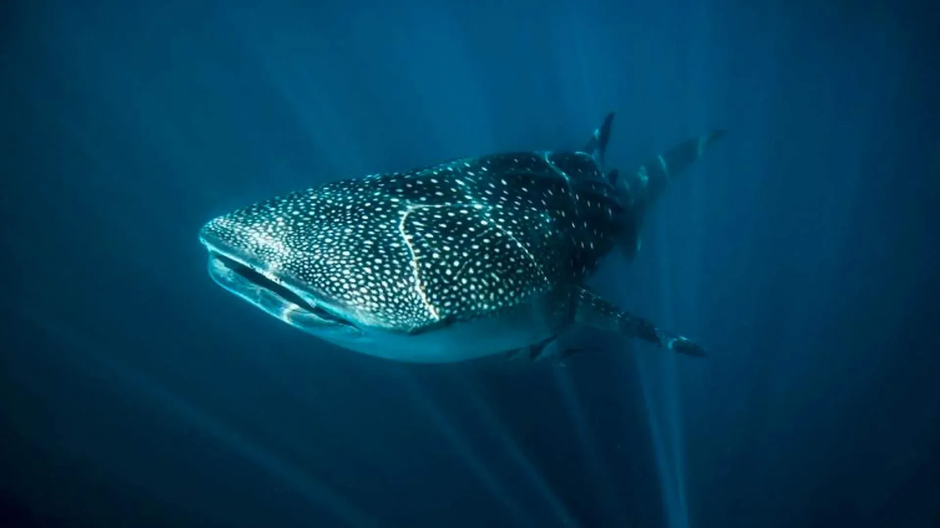 Best of the Coral Coast