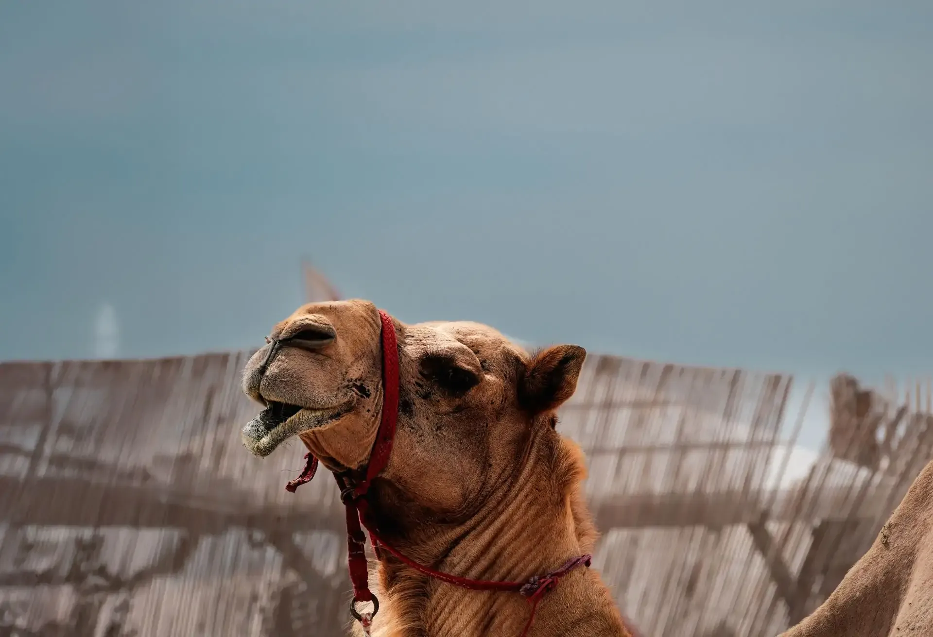 Close-up of a camel with harness against a clear sky and rustic fence backdrop.