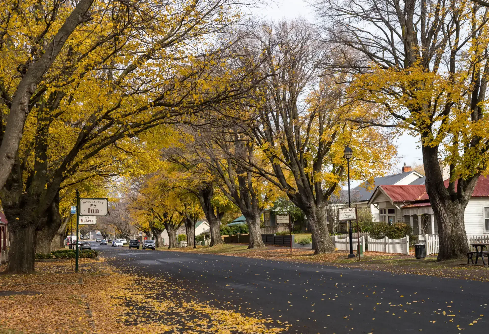 A quiet street lined with large trees displaying yellow autumn leaves, some fallen on the ground and road